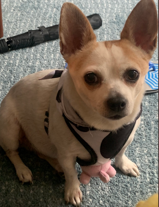 【Oxillery】| PikoLive - 遊戲、電視、節目線上看